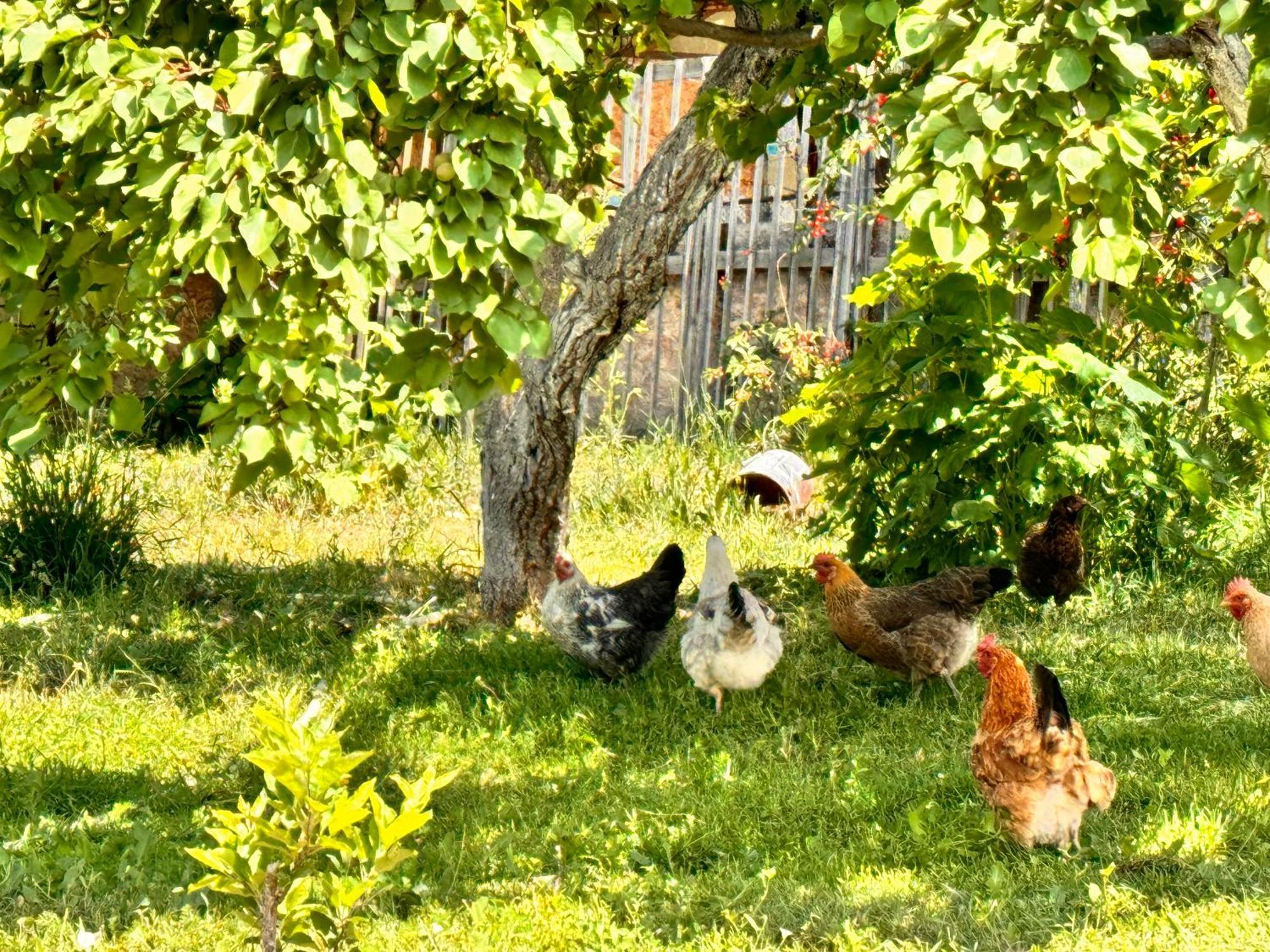eco house summer garden Kaji-Say Buitenkant foto